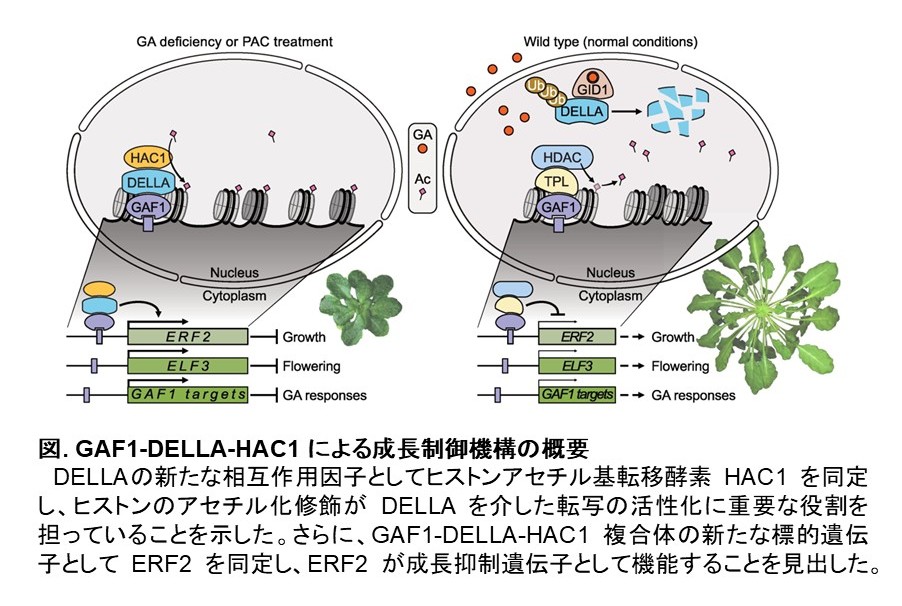 HAC1-DELLA model.jpg(112210 byte)